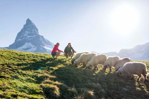 阿尔卑斯山徒步路线：探索自然之美