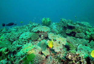 大堡礁的潜水体验是什么