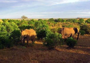 非洲大草原野生动物数量