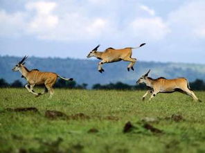非洲草原的动物开始迁移