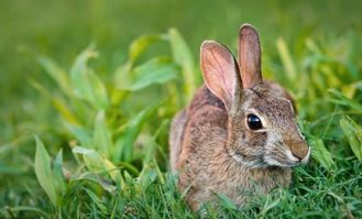 兔子饲养管理技术
