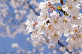 日本著名的樱花节的时间为