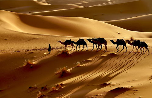 有没有人穿越撒哈拉沙漠，穿越撒哈拉的挑战与经历
