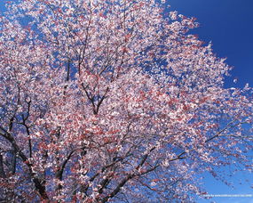 日本的樱花节日风俗
