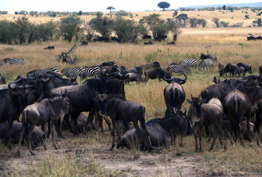 非洲野生动物大规模南北迁徙的原因