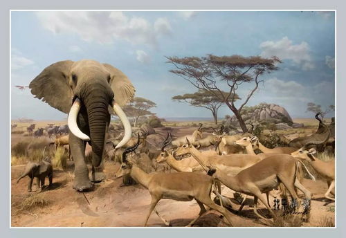 非洲的动物在南北半球迁徙的原因