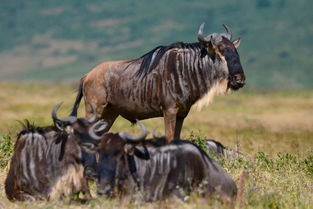 非洲大草原的野生动物称为什么呢