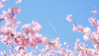日本樱花节的意义